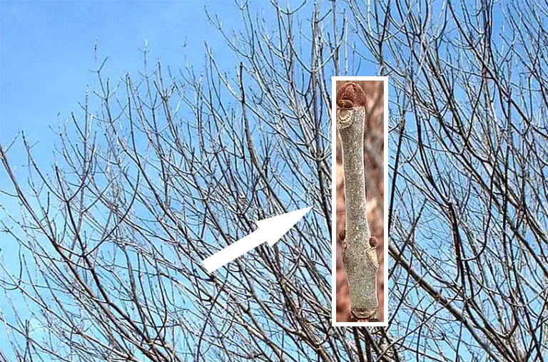 灰樹枝.jpg 灰樹枝