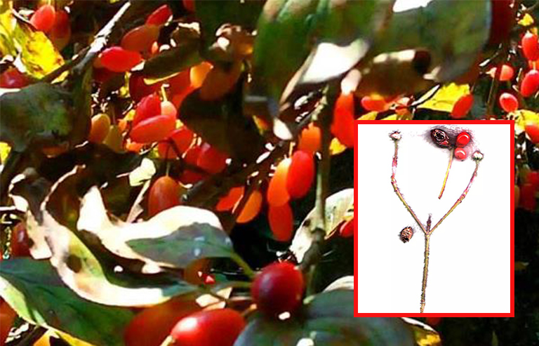 開花山茱wood樹枝.jpg 開花山茱wood樹枝