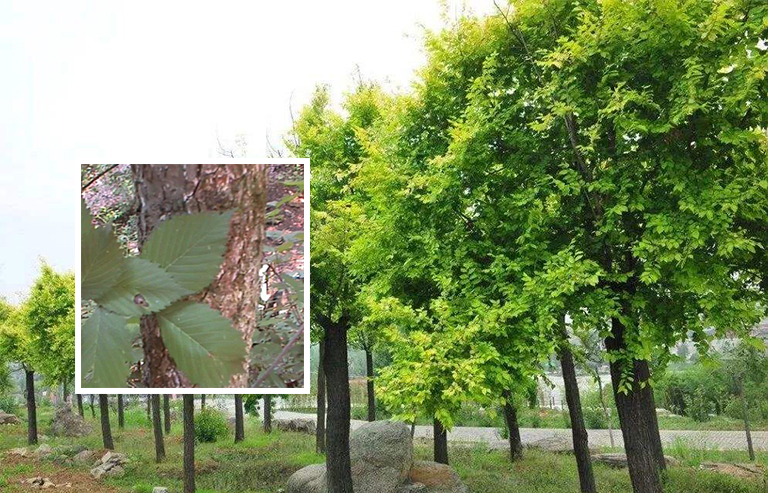 榆樹皮與夏葉.jpg 榆樹皮與夏葉