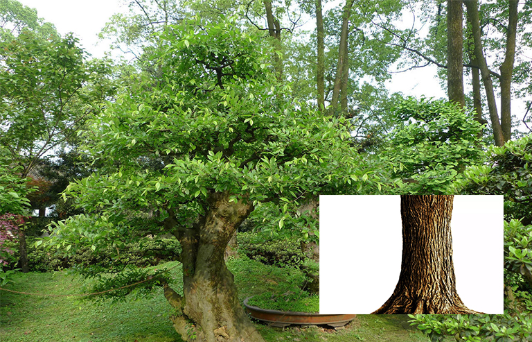 美國榆樹樹干和樹皮.jpg 美國榆樹樹干和樹皮