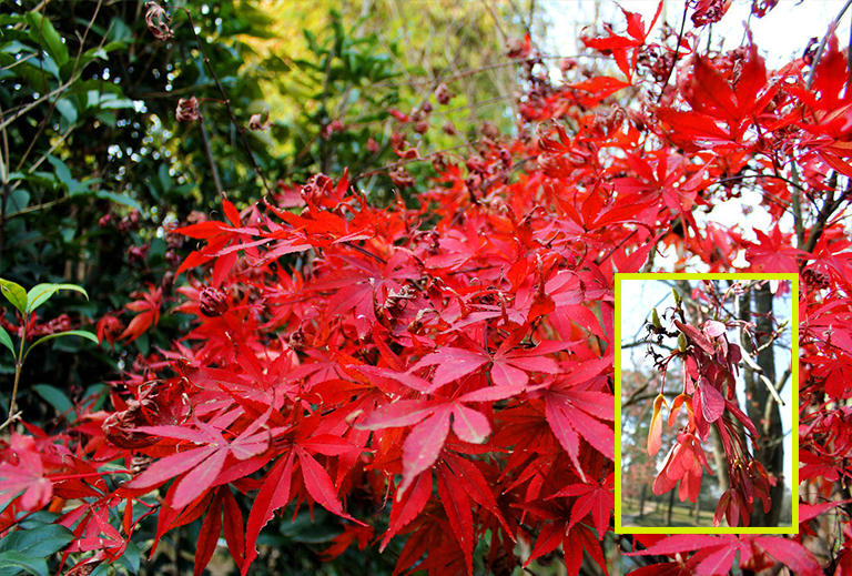 紅楓樹種子.jpg 紅楓樹種子