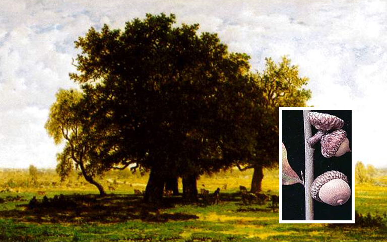 櫻桃樹皮橡子橡子.jpg 櫻桃樹皮橡子橡子