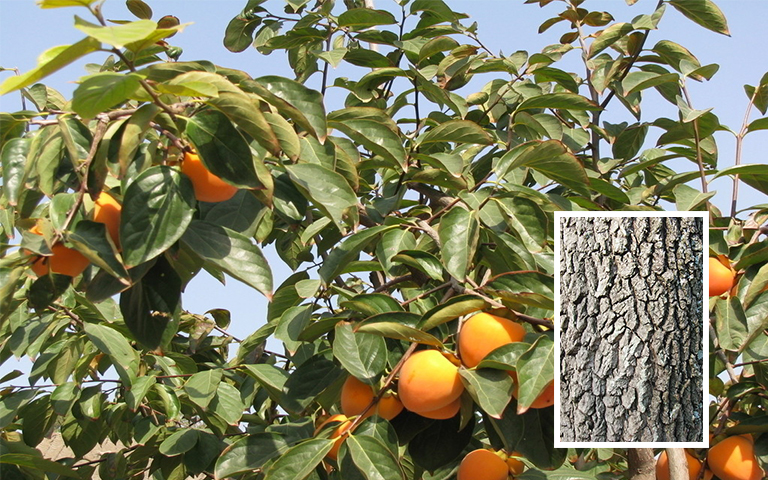 柿樹皮.jpg 柿樹皮