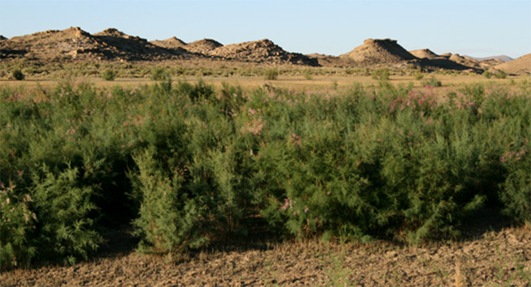 Saltcedar柳.jpg Saltcedar柳