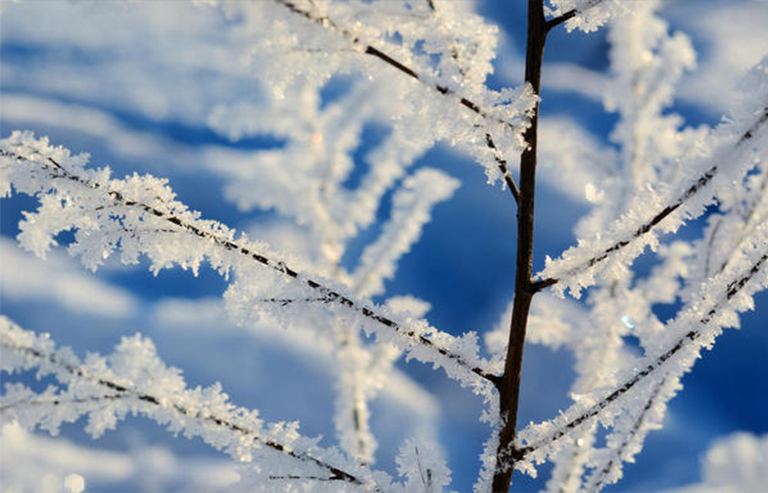 冬季樹木.jpg 冬季樹木