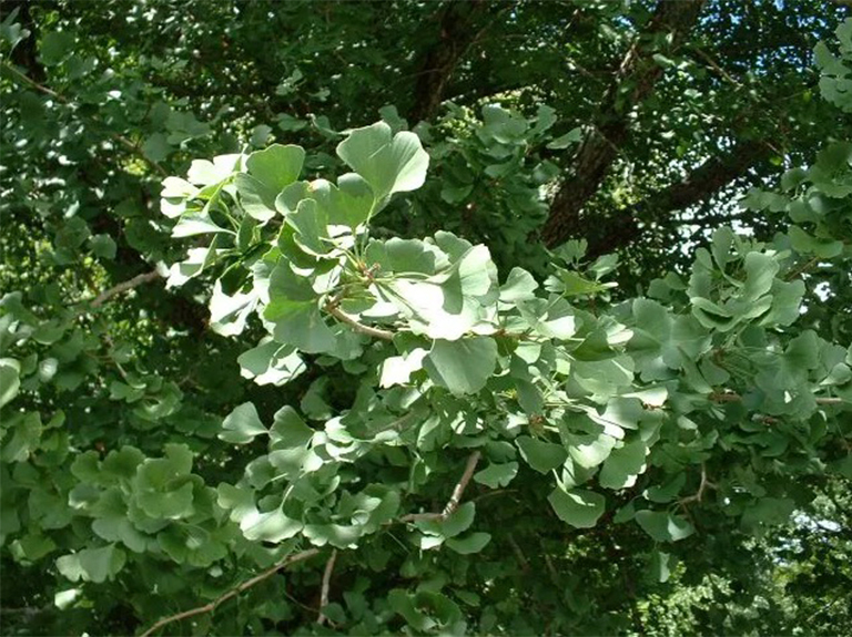 摩西錐銀杏.jpg 摩西錐銀杏