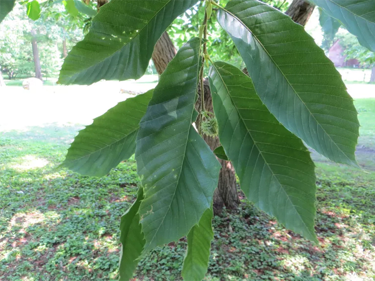 美國栗子樹.jpg 美國栗子樹
