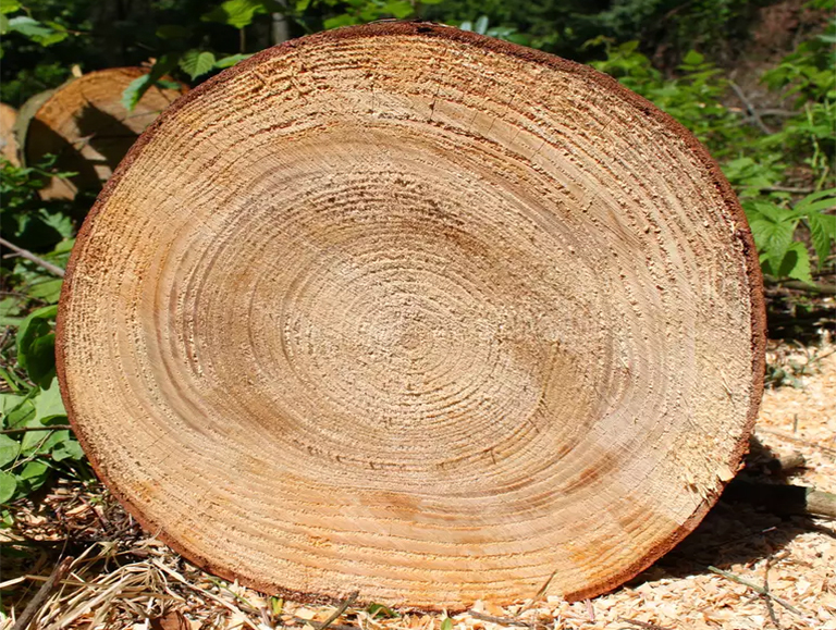 樹木橫截面.jpg 樹木橫截面