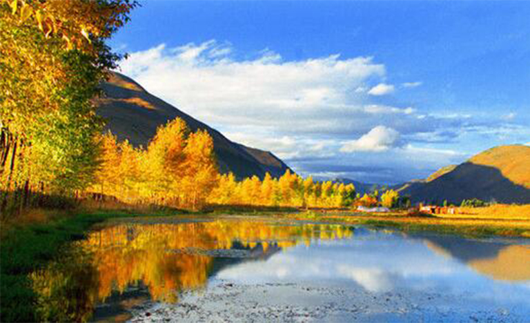 河邊樹木.jpg 河邊樹木