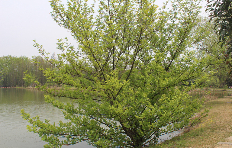 河邊水曲柳.jpg 河邊水曲柳