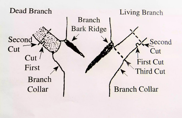 樹木修剪.jpg 樹木修剪