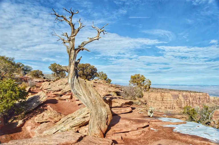 可能造成樹木死亡的5個(gè)因素.jpg 可能造成樹木死亡的5個(gè)因素