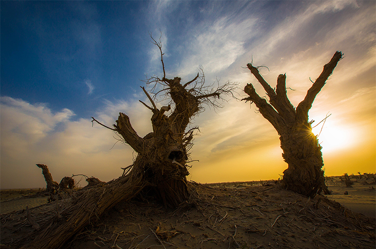 可能造成樹木死亡的5個(gè)因素.jpg 可能造成樹木死亡的5個(gè)因素