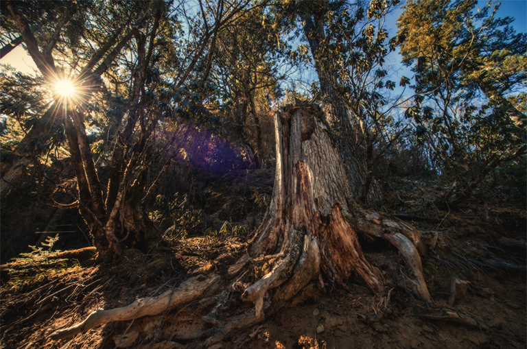 可能造成樹木死亡的5個(gè)因素.jpg 可能造成樹木死亡的5個(gè)因素