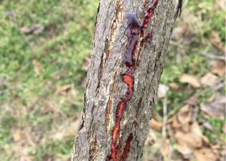 樹木潰瘍病.jpg 樹木潰瘍病