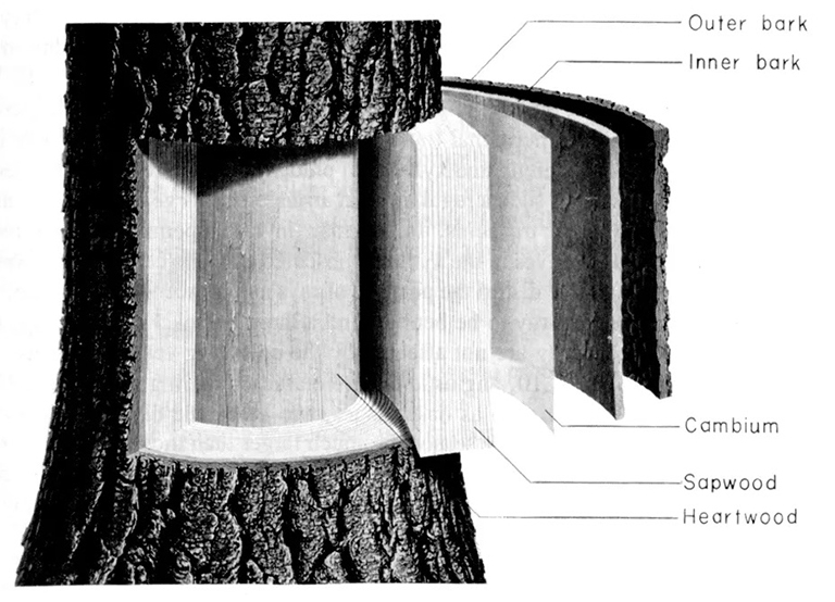 樹組織圖.jpg 樹組織圖