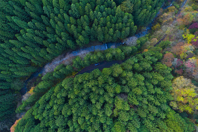 森林從鳥瞰圖.jpg 森林從鳥瞰圖