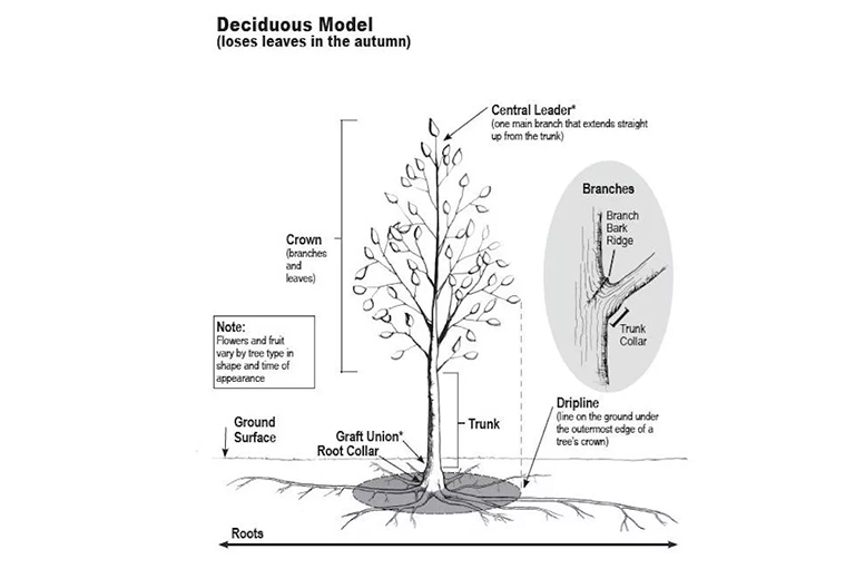 樹木生長與發(fā)育.jpg 樹木生長與發(fā)育