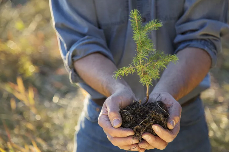 樹木生長與發(fā)育.jpg 樹木生長與發(fā)育