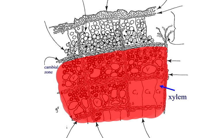 木質部養分傳輸系統.jpg 木質部養分傳輸系統