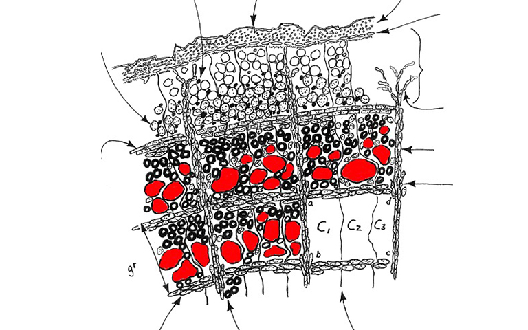 樹木船.jpg 樹木船
