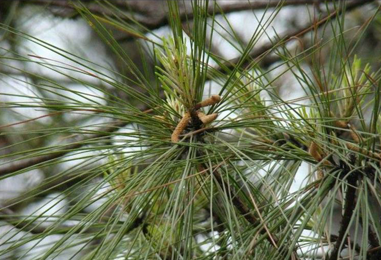 濕地松.jpg 濕地松