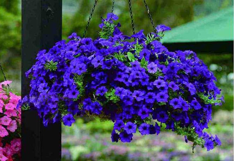 仿真樹.jpeg 仿真樹