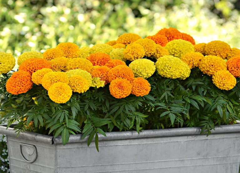 萬壽菊.jpg 萬壽菊