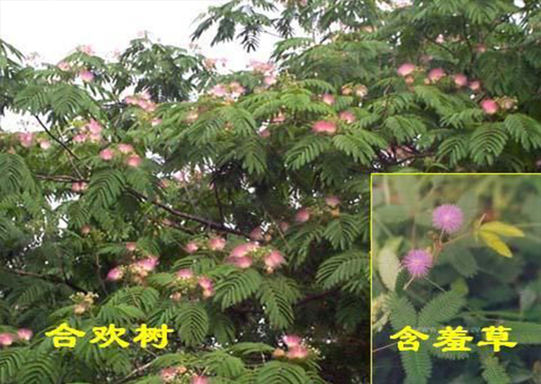 合歡樹.jpg 合歡樹