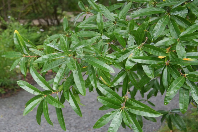 柳橡樹葉.jpg 柳橡樹葉