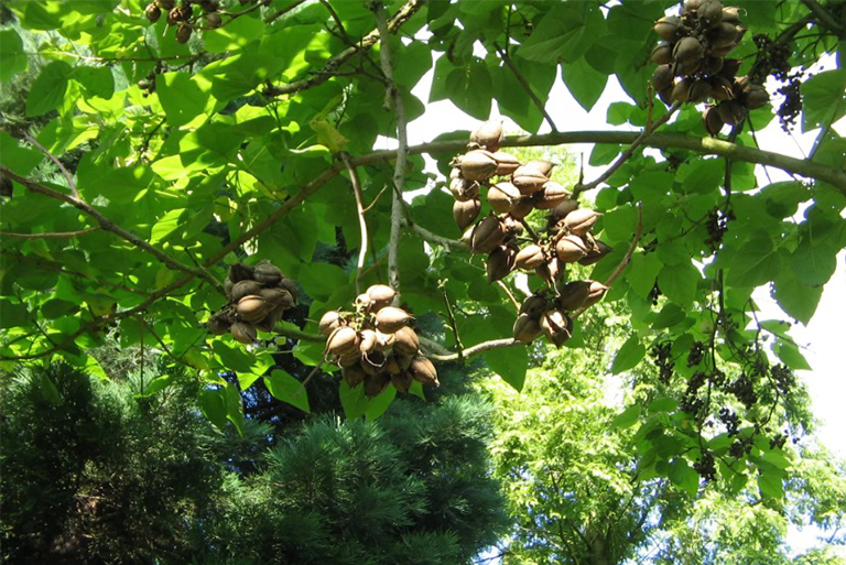 皇家泡桐種子莢.jpg 皇家泡桐種子莢