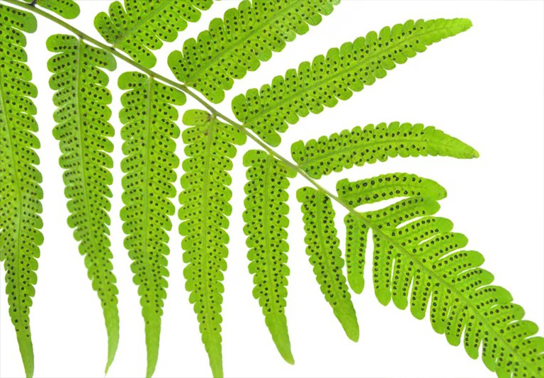 蕨類植物