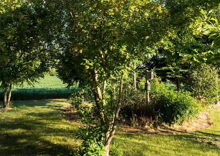 阿穆爾河楓在后院的環境中.jpg 阿穆爾河楓在后院的環境中