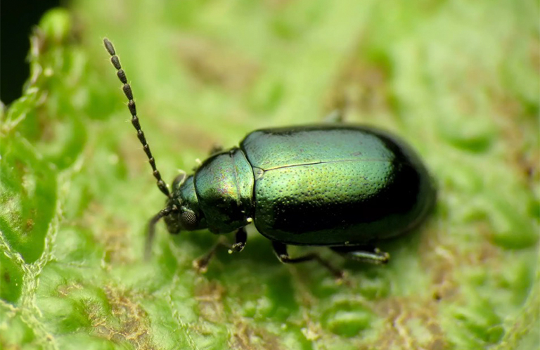 跳蚤甲蟲.jpg 跳蚤甲蟲