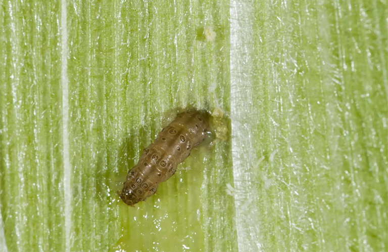 跳蚤甲蟲.jpg 跳蚤甲蟲