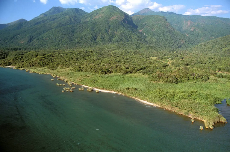 混交林，黑猩猩棲息地。 東岸，坦any尼喀湖，坦桑尼亞馬哈萊山脈國家公園