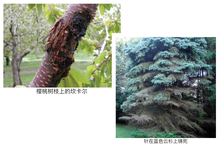 植物病害